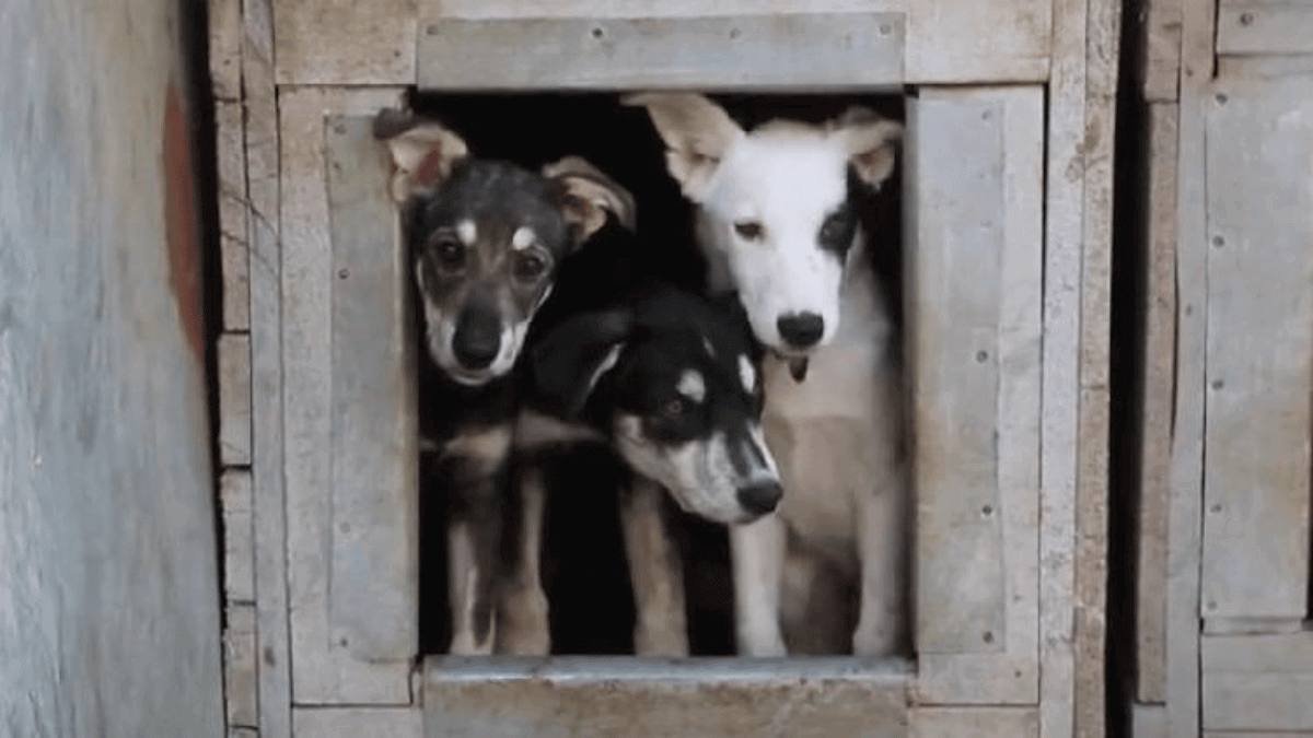 Stray pet businesses will find new owners in 2023